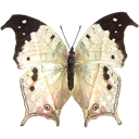 Glimmer Pearl - Salamis duprei icon